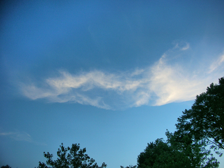 Large Sylph from Prospect Park,  Brooklyn , NY June 13, 2008